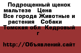 Подрощенный щенок мальтезе › Цена ­ 15 000 - Все города Животные и растения » Собаки   . Томская обл.,Кедровый г.